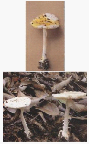 clip_image006.png clip_image006.png