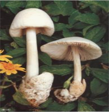 clip_image007.png clip_image007.png