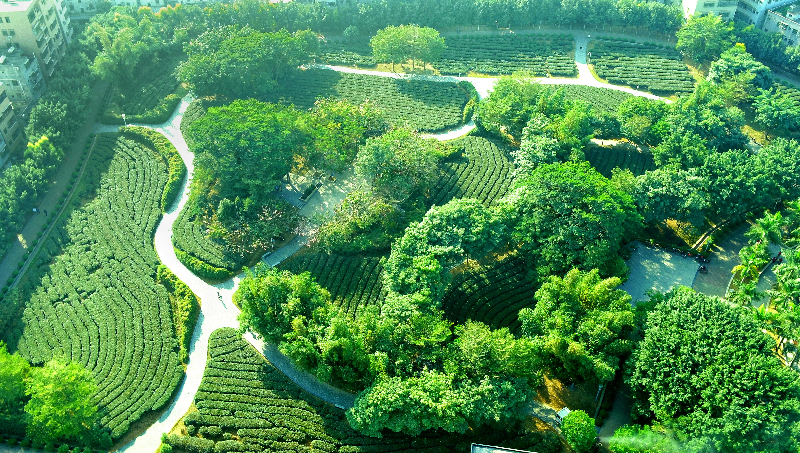 《清風(fēng)茶園3》-潼僑鎮(zhèn).jpg